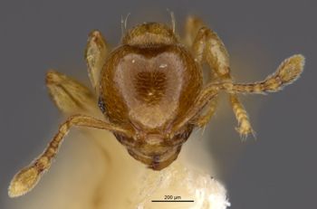 Media type: image;   Entomology 26286 Aspect: head frontal view
